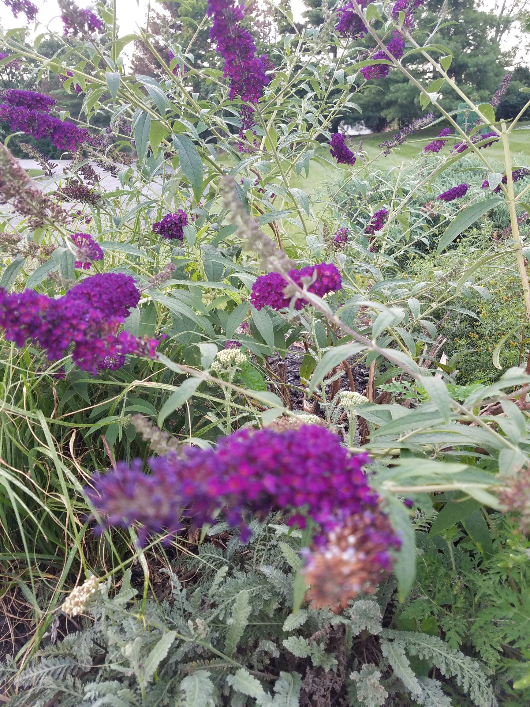 Sensory Garden